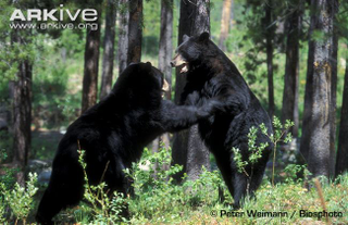 Illustration for article titled Thursidae - Ursus americanus Editon